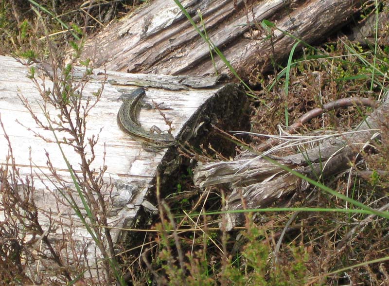 Lacerta Agilis e Zootoca Vivipara.